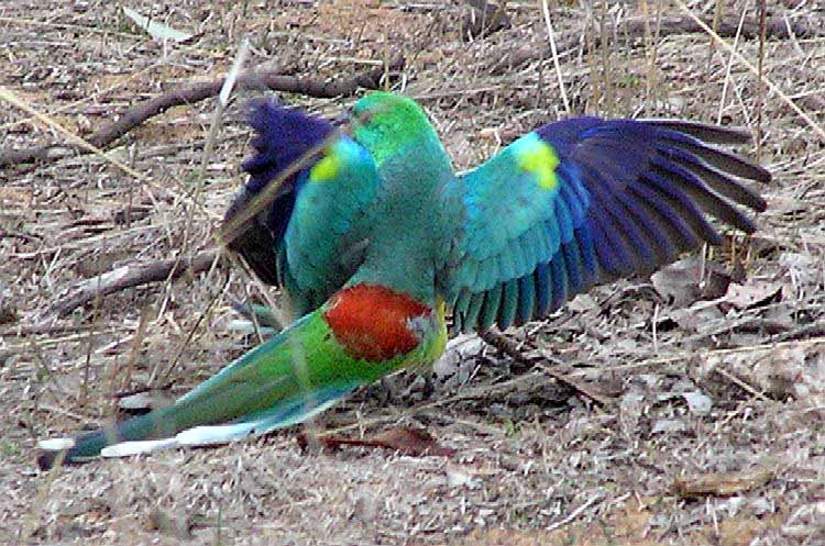 Red-rumped Parrot - Canberra Birds