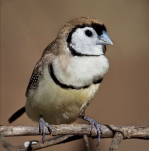 Double-barred FInch