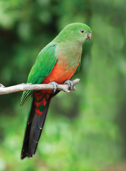 large green parrot australia