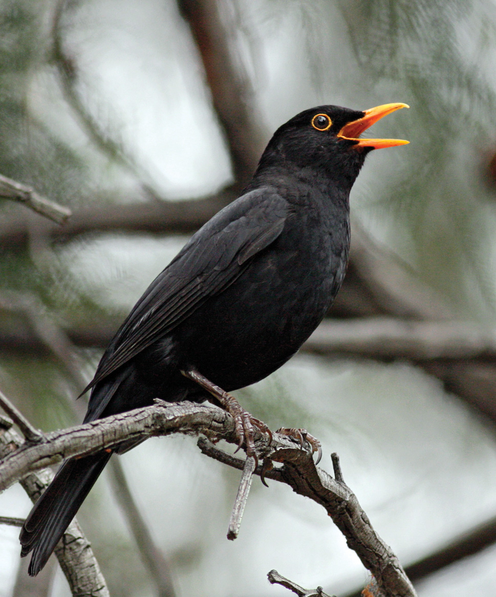 Common Black Birds In Nj