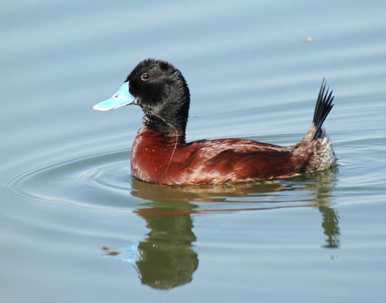 Blue-billed Duck - Canberra Birds