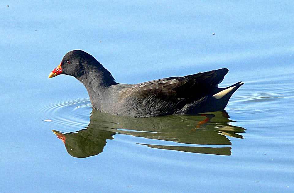 Dusky Moorhen - Canberra Birds