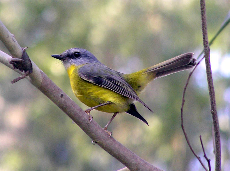 Eastern Yellow Robin - Canberra Birds