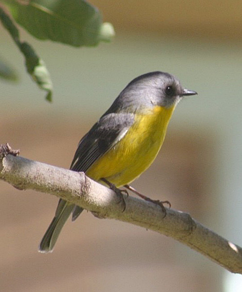 Eastern Yellow Robin - Canberra Birds