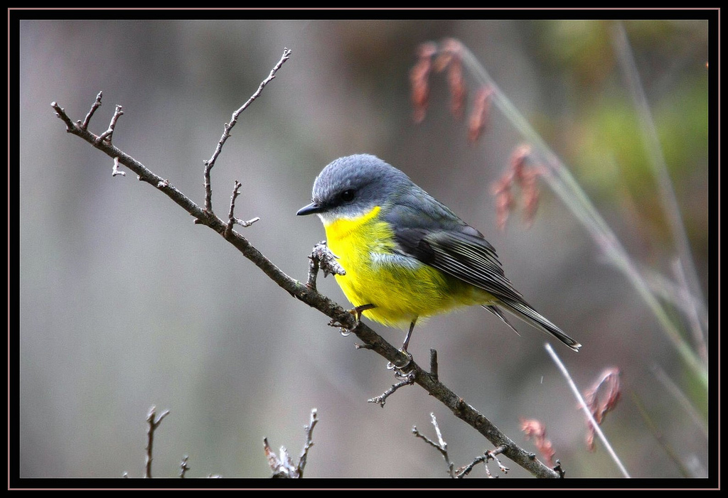 Eastern Yellow Robin - Canberra Birds