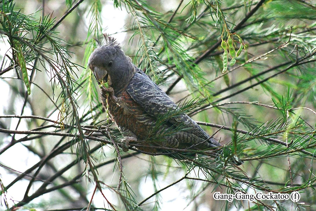 a gang gang cockatoo