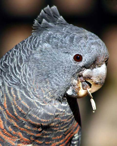 gang gang cockatoo call