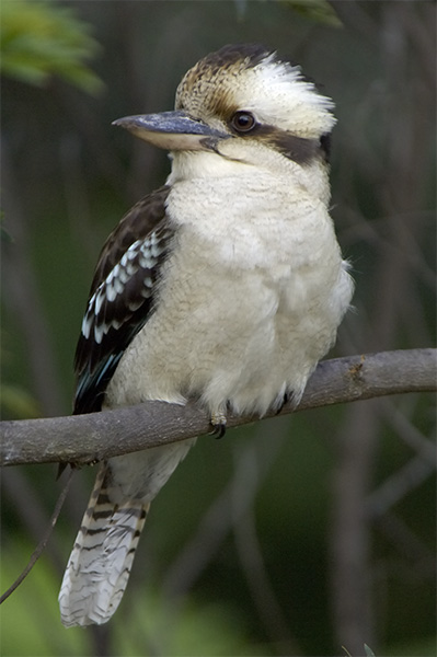 Laughing Kookaburra - Canberra Birds