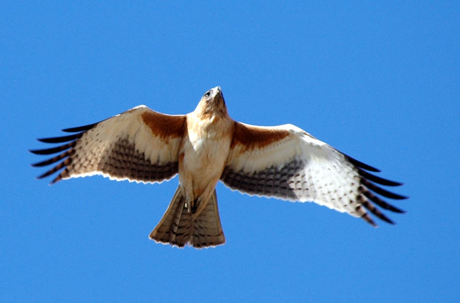 Little Eagle - Canberra Birds