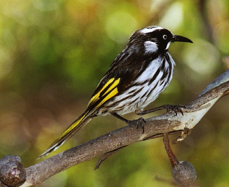 New Holland Honeyeater - Canberra Birds