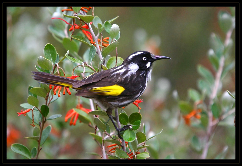 New Holland Honeyeater - Canberra Birds