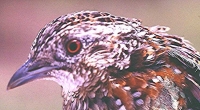 Button-quail_Painted (Geoffrey Dabb)
