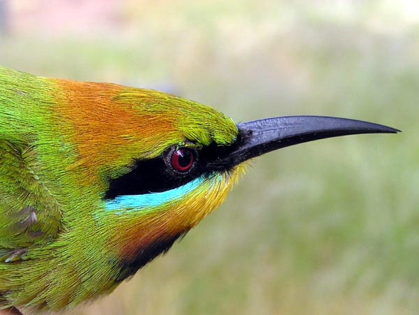 Rainbow Bee-eater - Canberra Birds