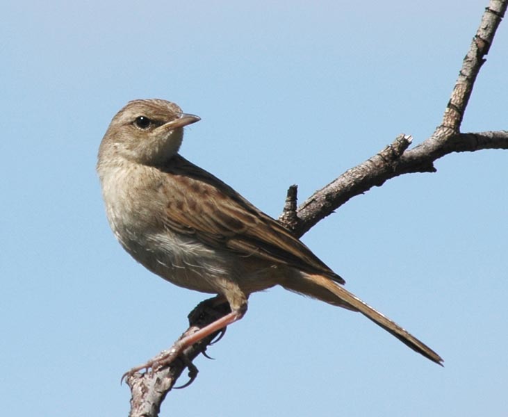 Rufous Songlark - Canberra Birds