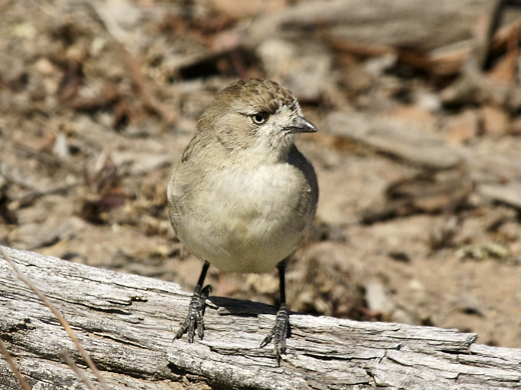 Southern Whiteface - Canberra Birds