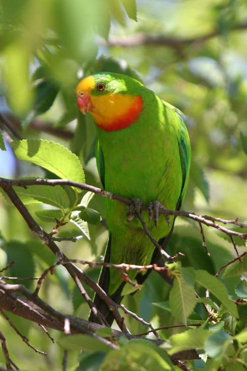 Superb Parrot - Canberra Birds