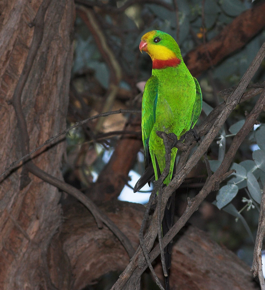Superb Parrot - Canberra Birds