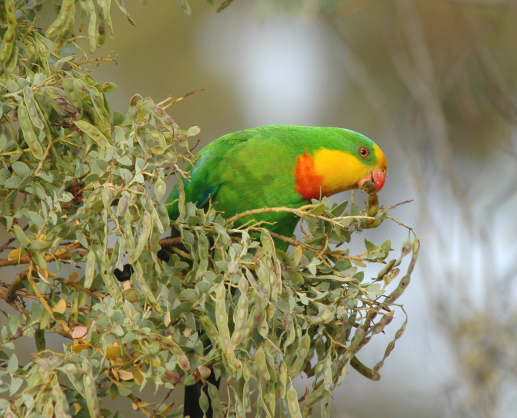 Superb Parrot - Canberra Birds