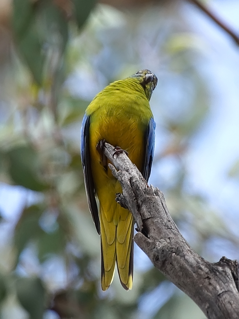 Turquoise Parrot - Canberra Birds