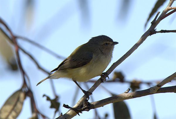 Weebill - Canberra Birds