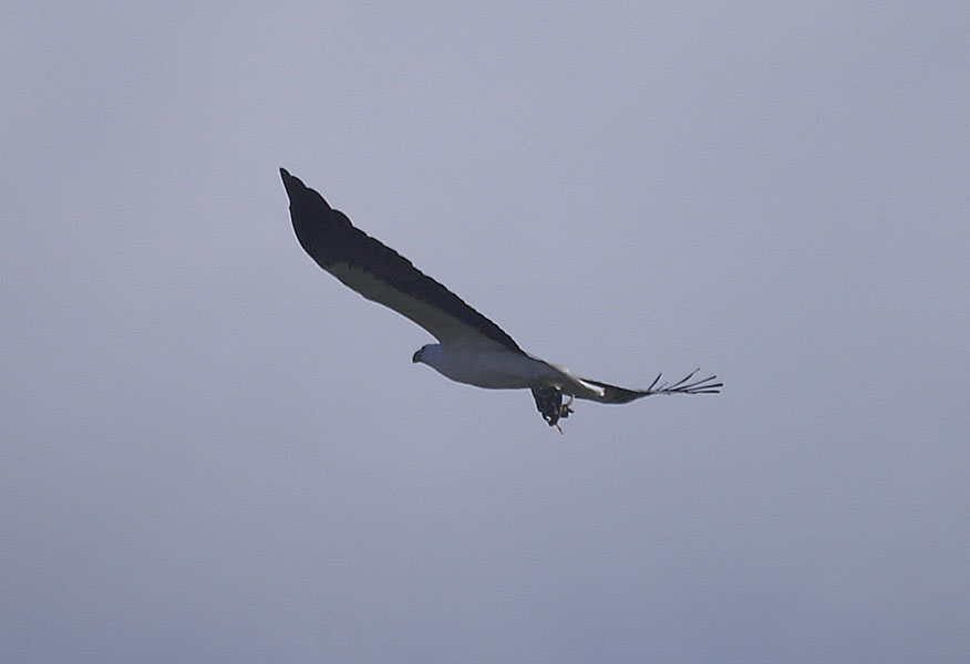 White-bellied Sea-Eagle - Canberra Birds