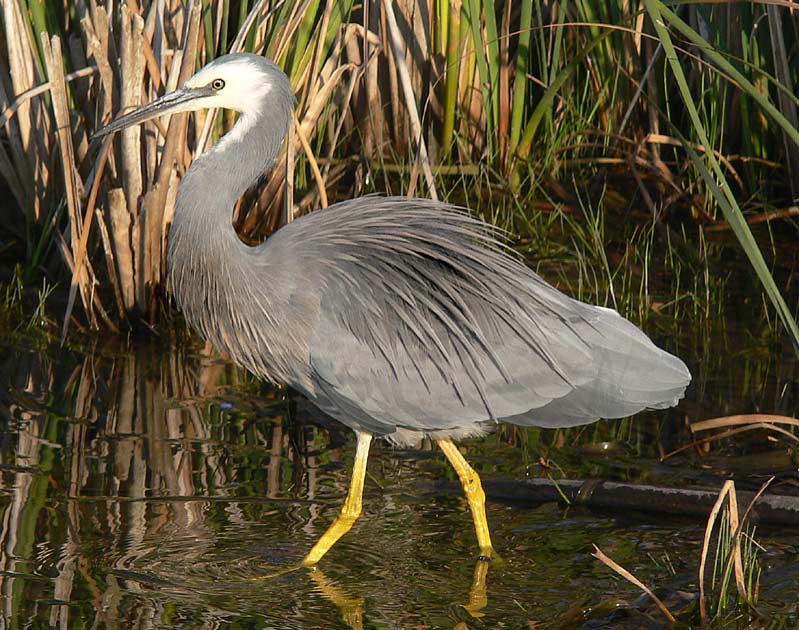 White-faced Heron - Canberra Birds