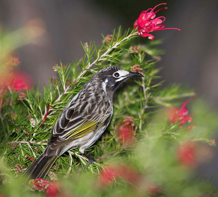 White-fronted Honeyeater - Canberra Birds