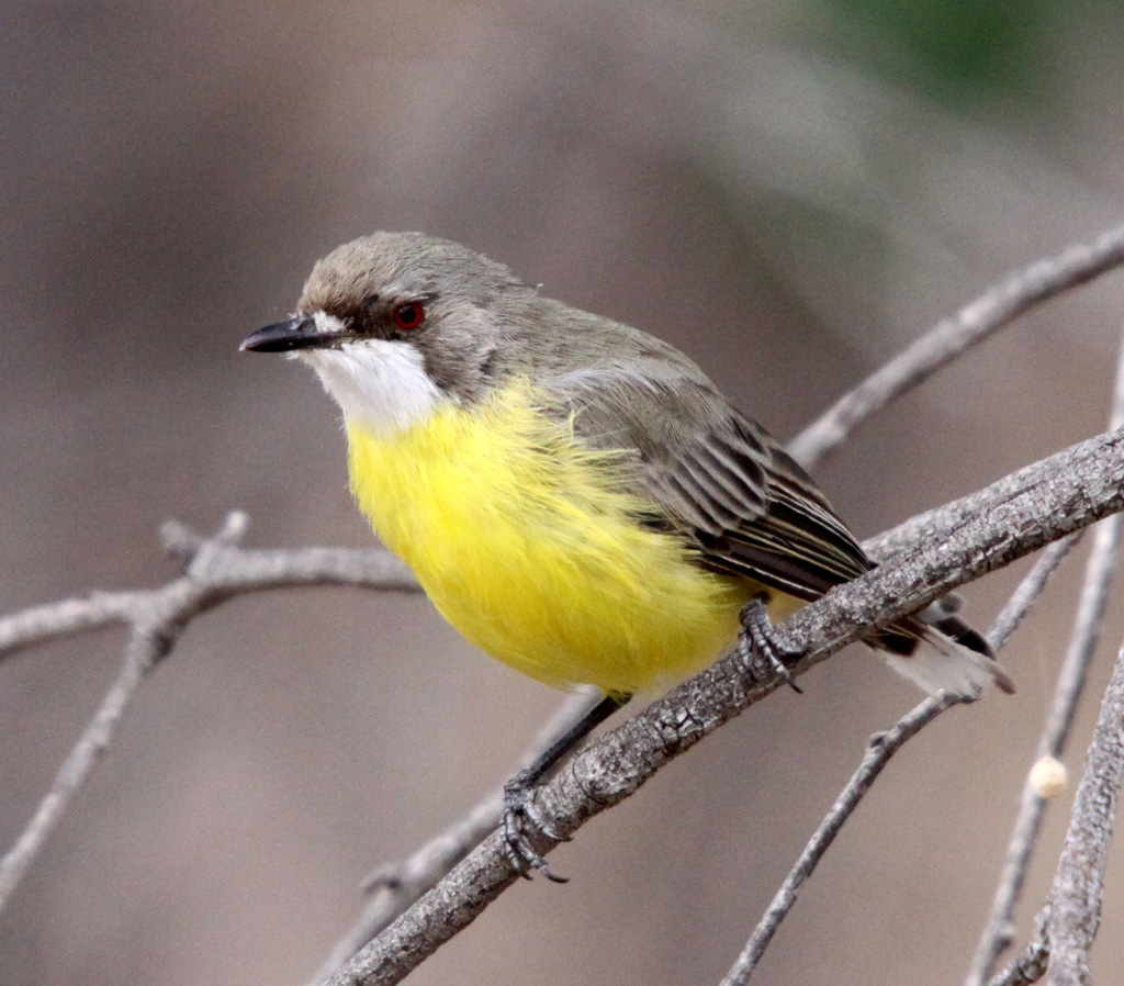 White-throated Gerygone - Canberra Birds