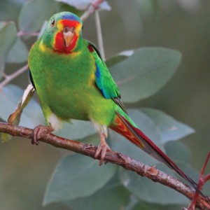 Cockatoos and Parrots - Canberra Birds