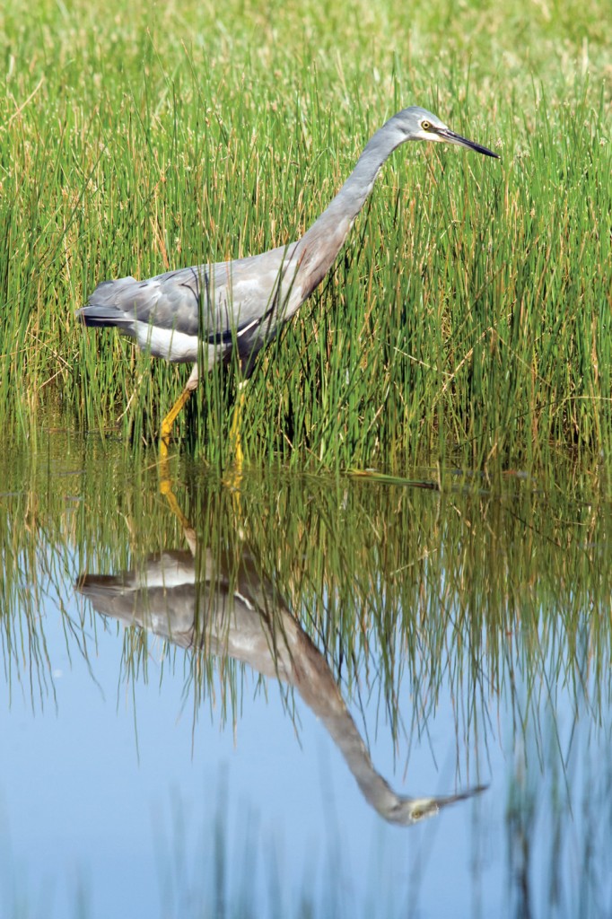 White-faced Heron - Canberra Birds