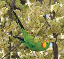 Superb Parrot by Julian Robinson